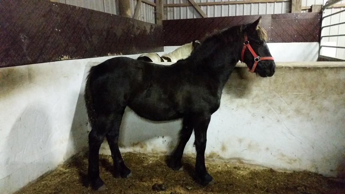 Frieser Maribel billede 2