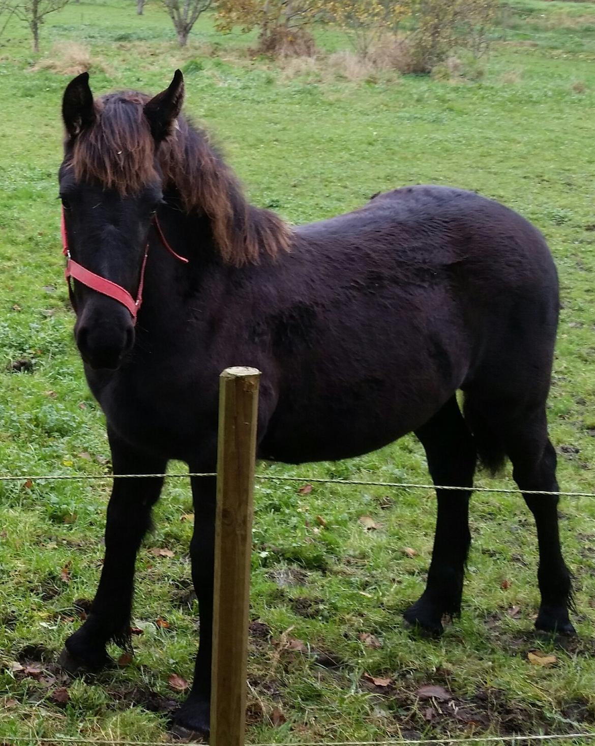 Frieser Maribel billede 5