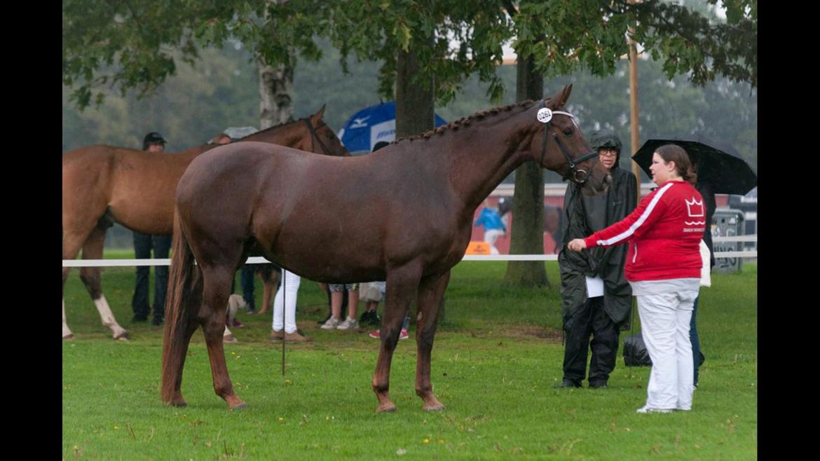 Dansk Varmblod Abelone SOLGT billede 11