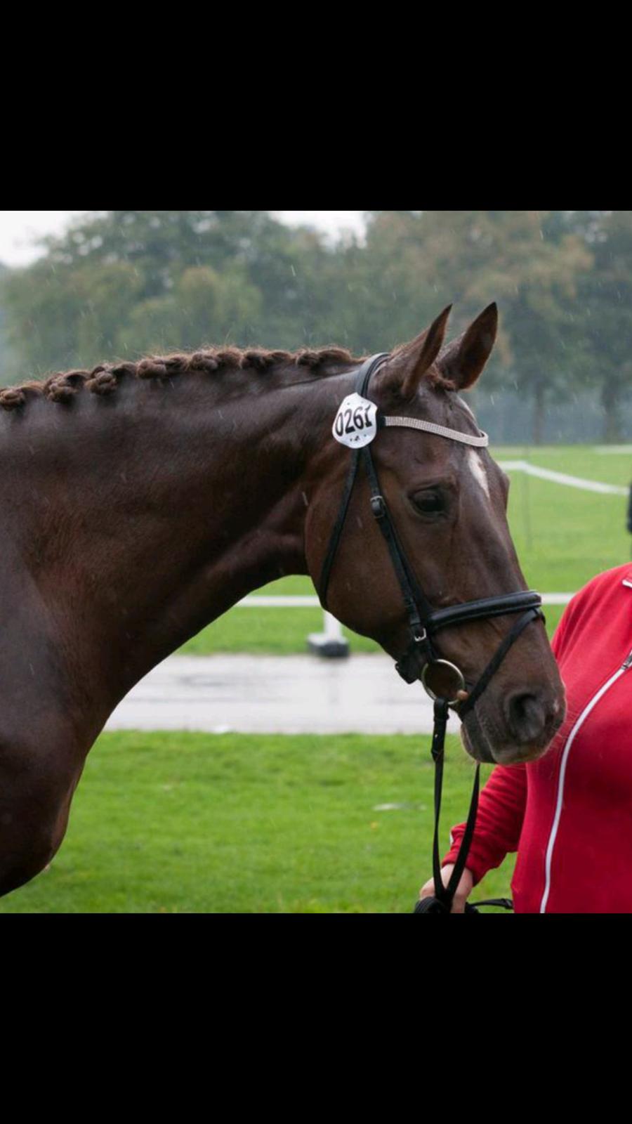 Dansk Varmblod Abelone SOLGT billede 12