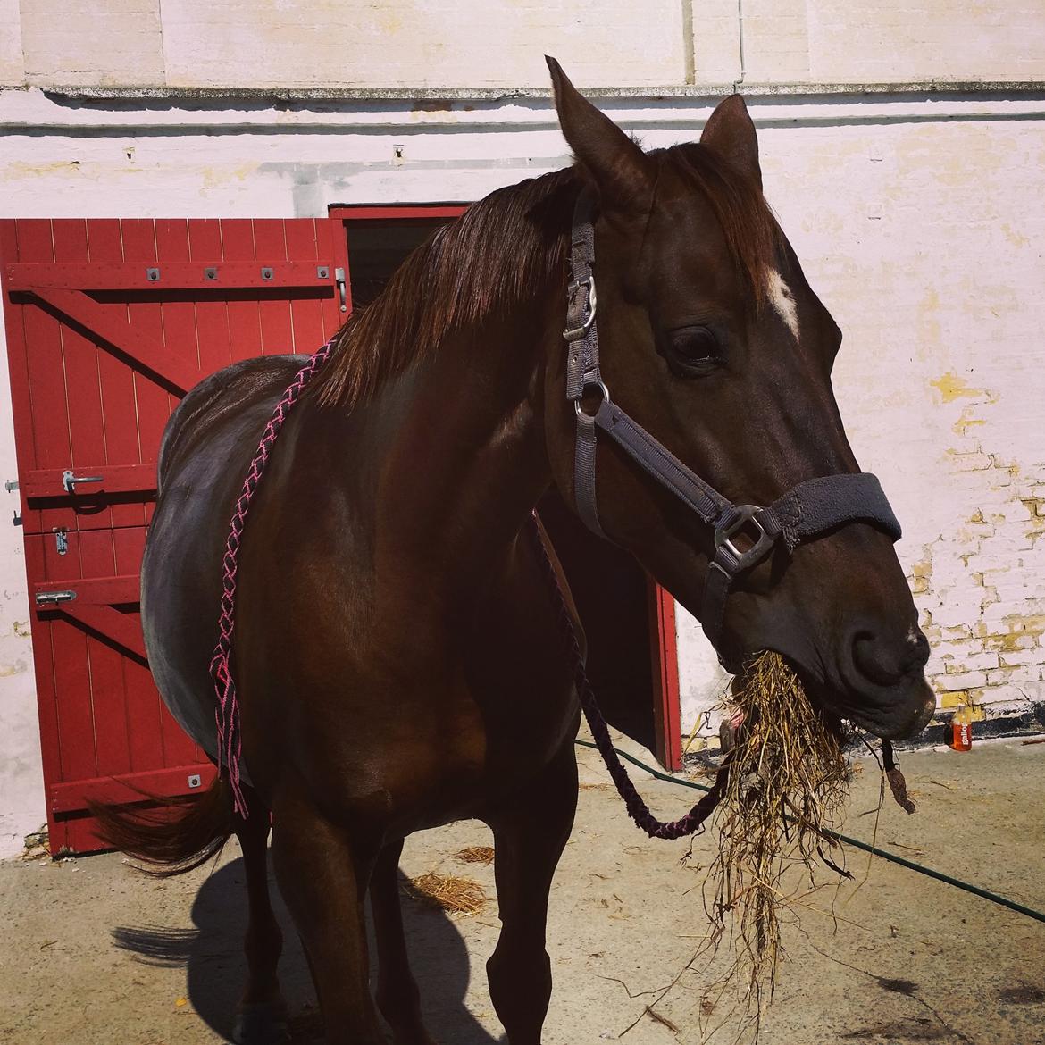 Dansk Varmblod Abelone SOLGT billede 13