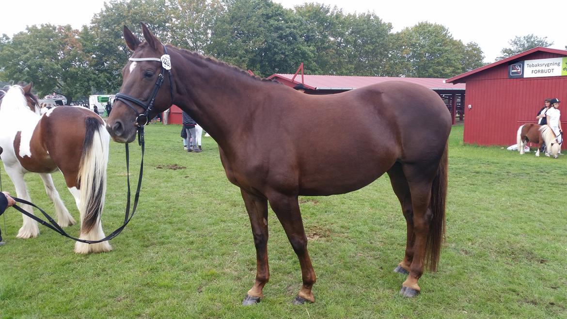 Dansk Varmblod Abelone SOLGT billede 14