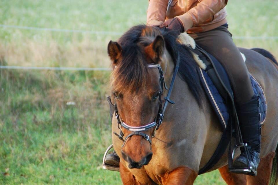 Anden særlig race Holly billede 2