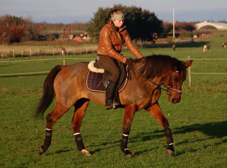 Anden særlig race Holly billede 3