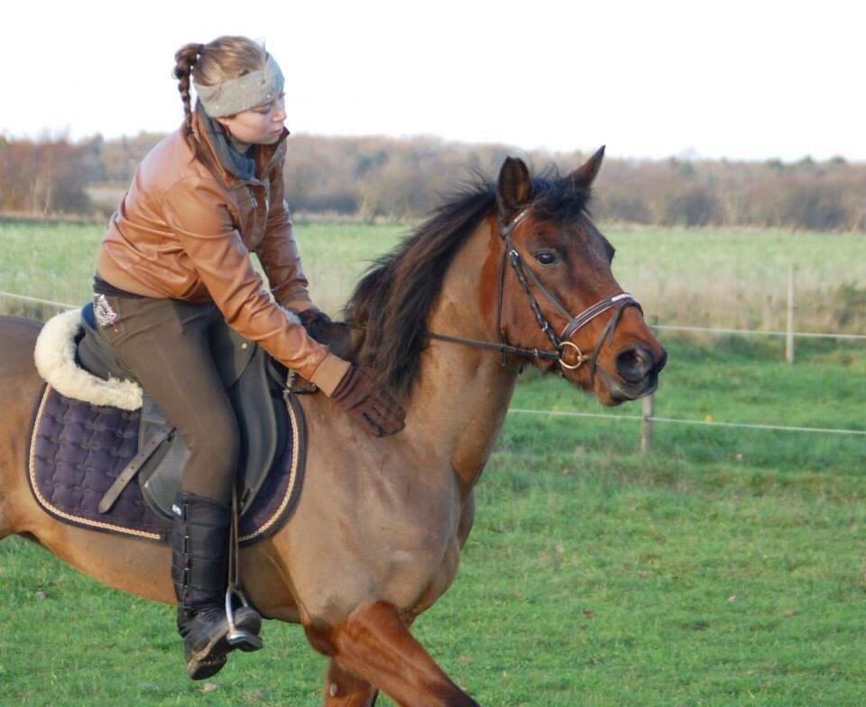 Anden særlig race Holly billede 4