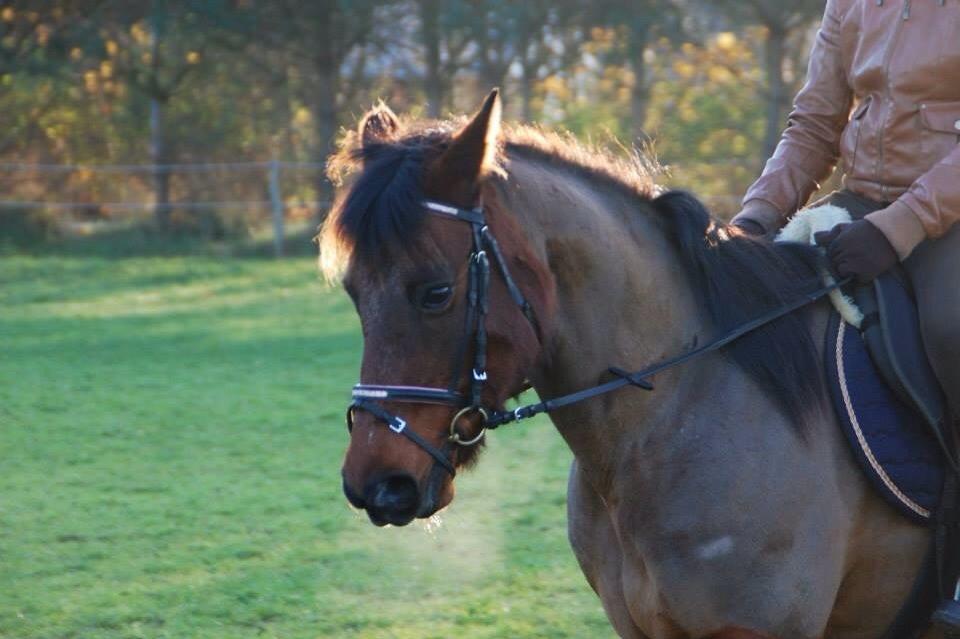 Anden særlig race Holly billede 5