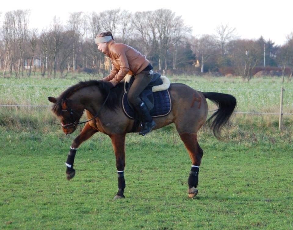 Anden særlig race Holly billede 7