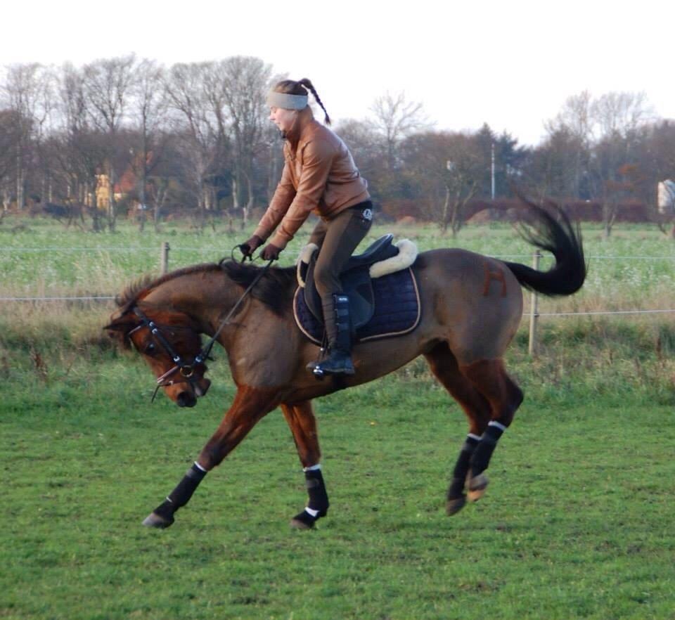 Anden særlig race Holly billede 8