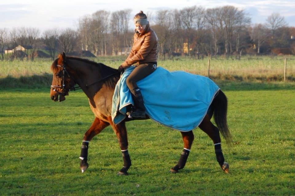 Anden særlig race Holly billede 14