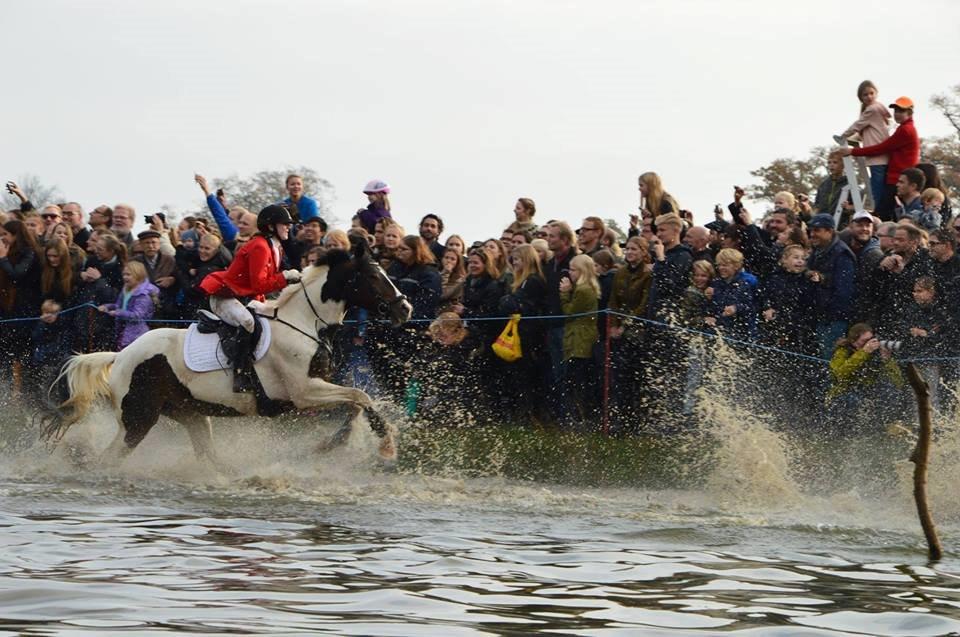 Pinto Lady Kanti - Igennem Magasindammen ved Hubertusjagten 2014! billede 8