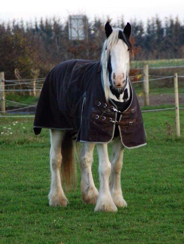 Tinker Hauge's Aileen [Ko] - 4 år gammel billede 32