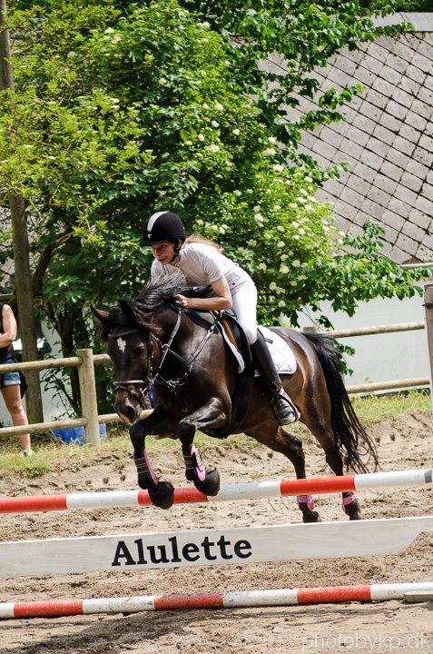 New Forest Hamborgs Jacaranda billede 11