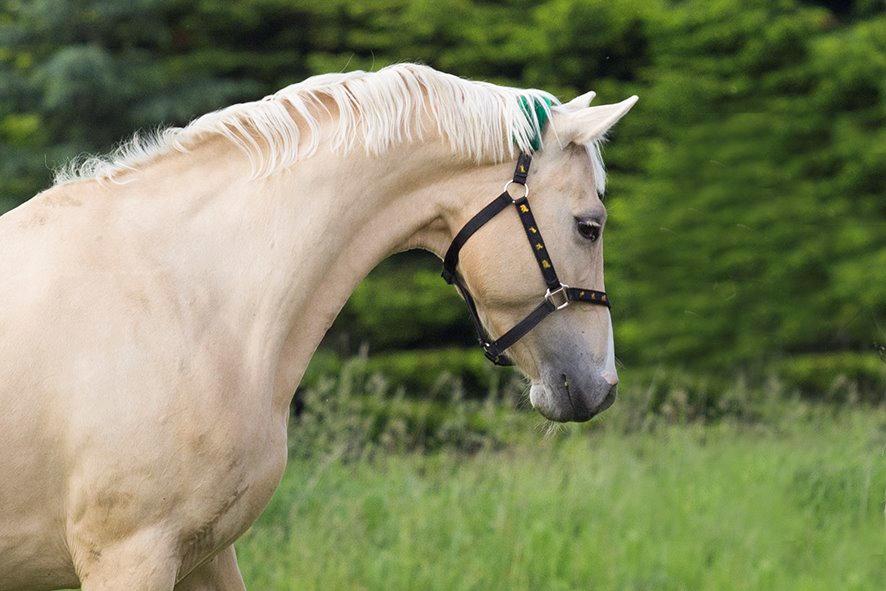 Palomino Bell fleur de lis billede 21