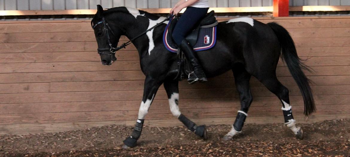 Amerikansk Paint Pony Expensive Spot - Dyrebar plet billede 16