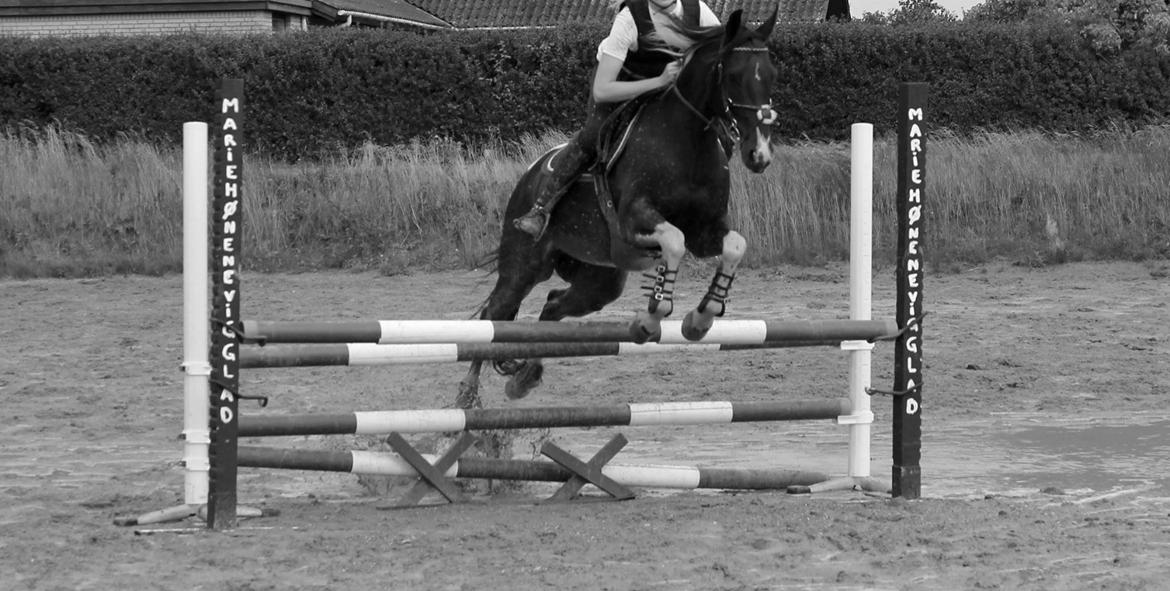 Amerikansk Paint Pony Expensive Spot - Dyrebar plet billede 13