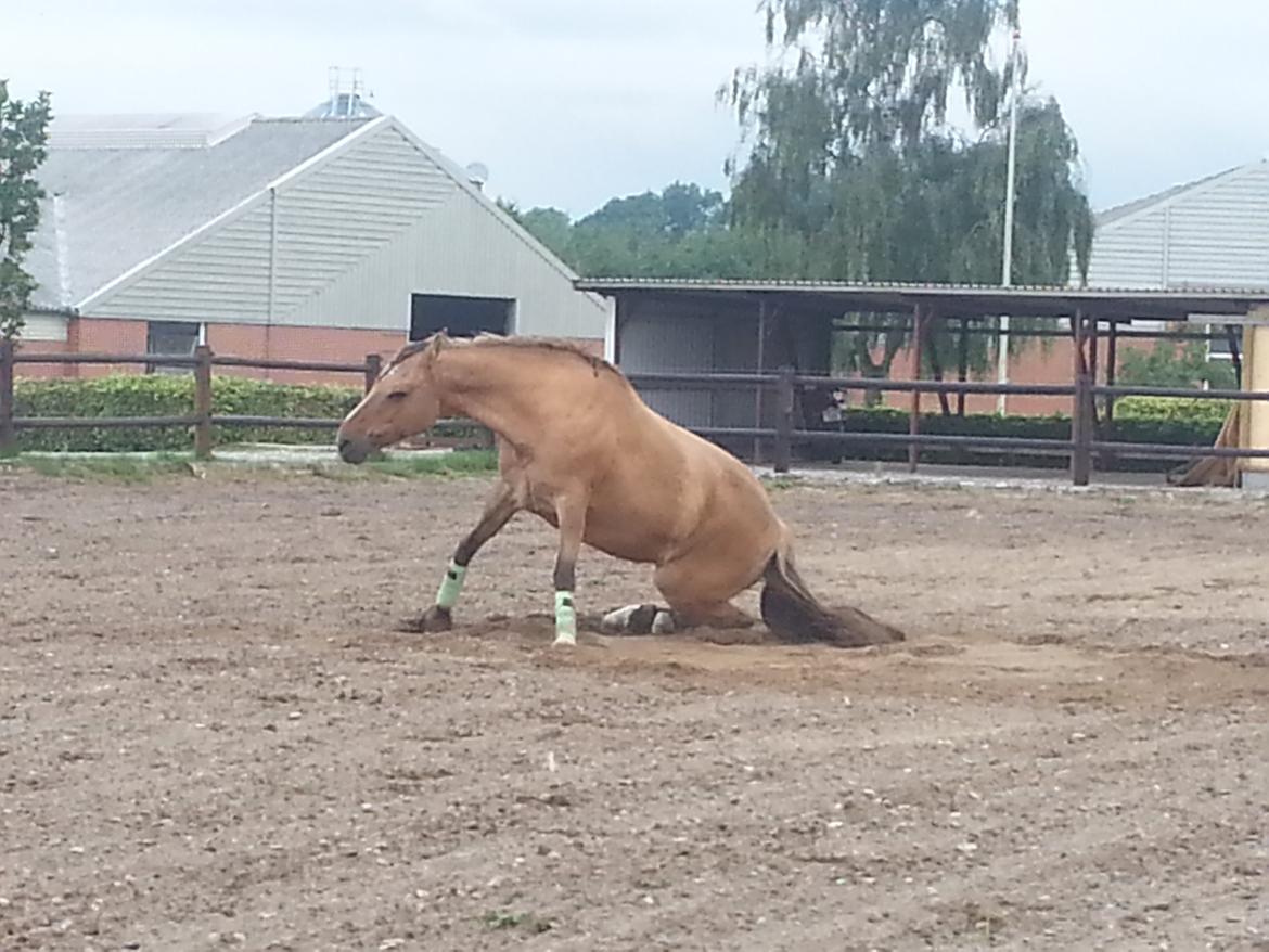 Anden særlig race Luna billede 18