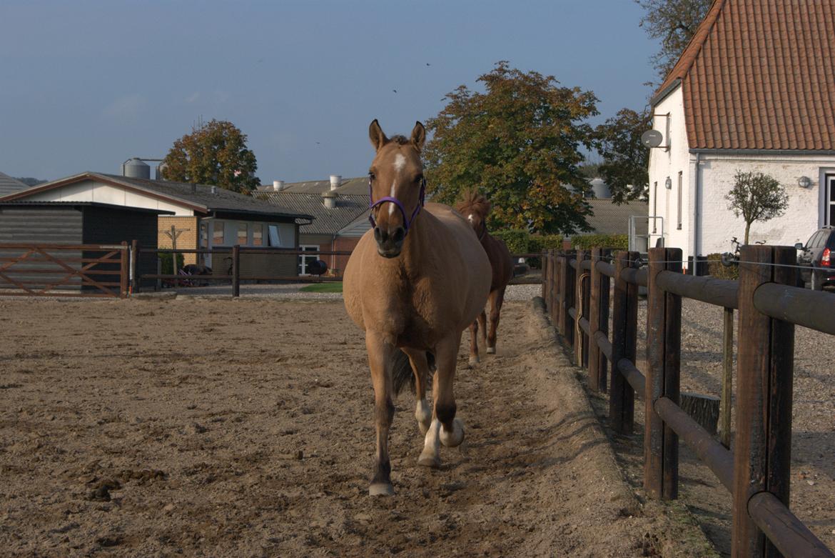 Anden særlig race Luna billede 5