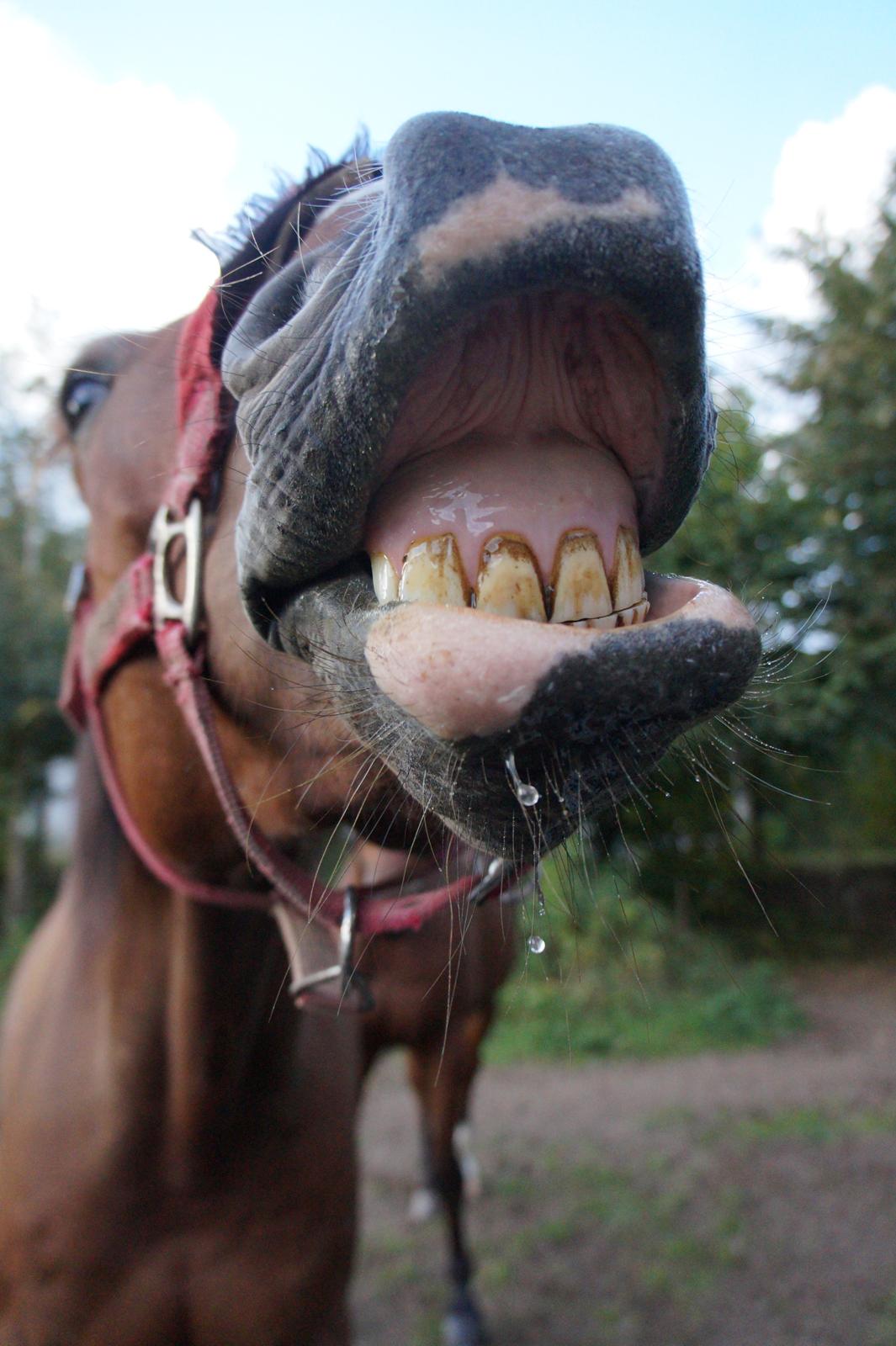 Dansk Varmblod Gade Drengen billede 8