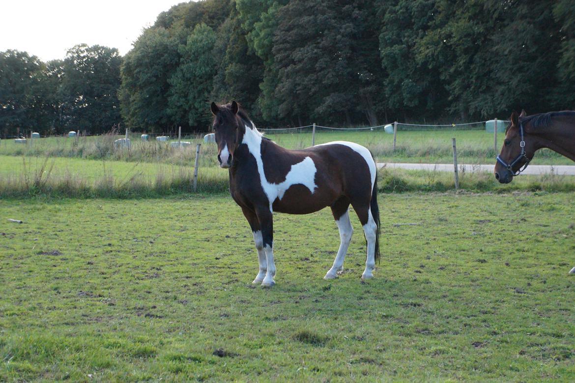 Pinto /Islænder   Futte billede 11