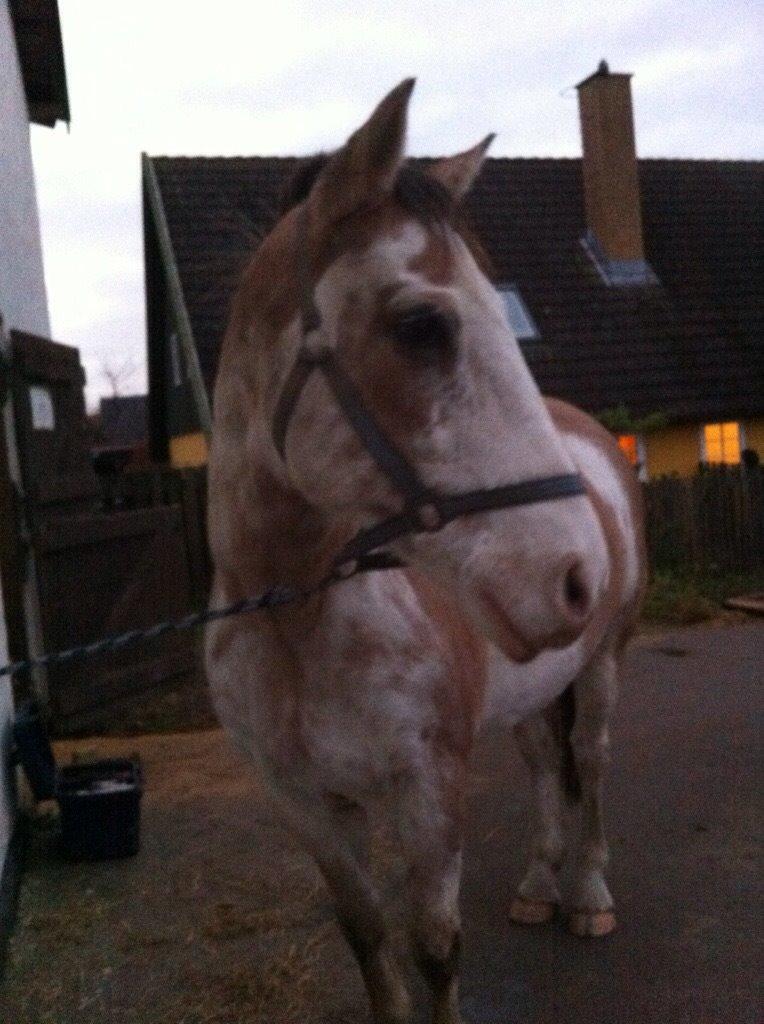 Criollo Diego billede 23