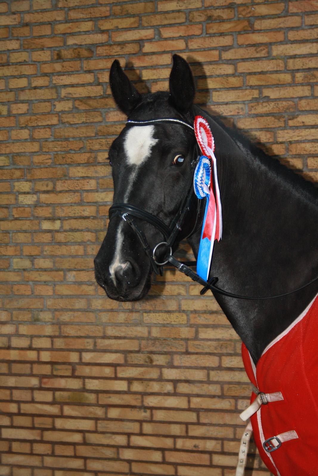 Dansk Varmblod June billede 1