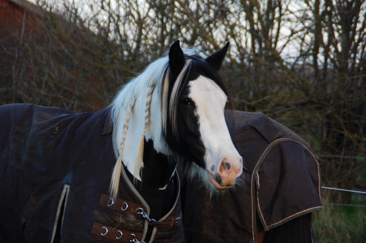 Tinker Hauge's Aileen [Ko] - 4 år billede 18