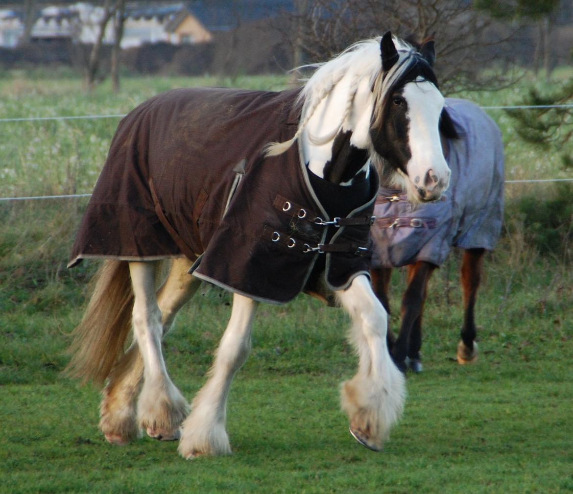 Tinker Hauge's Aileen [Ko] - 4 år billede 14