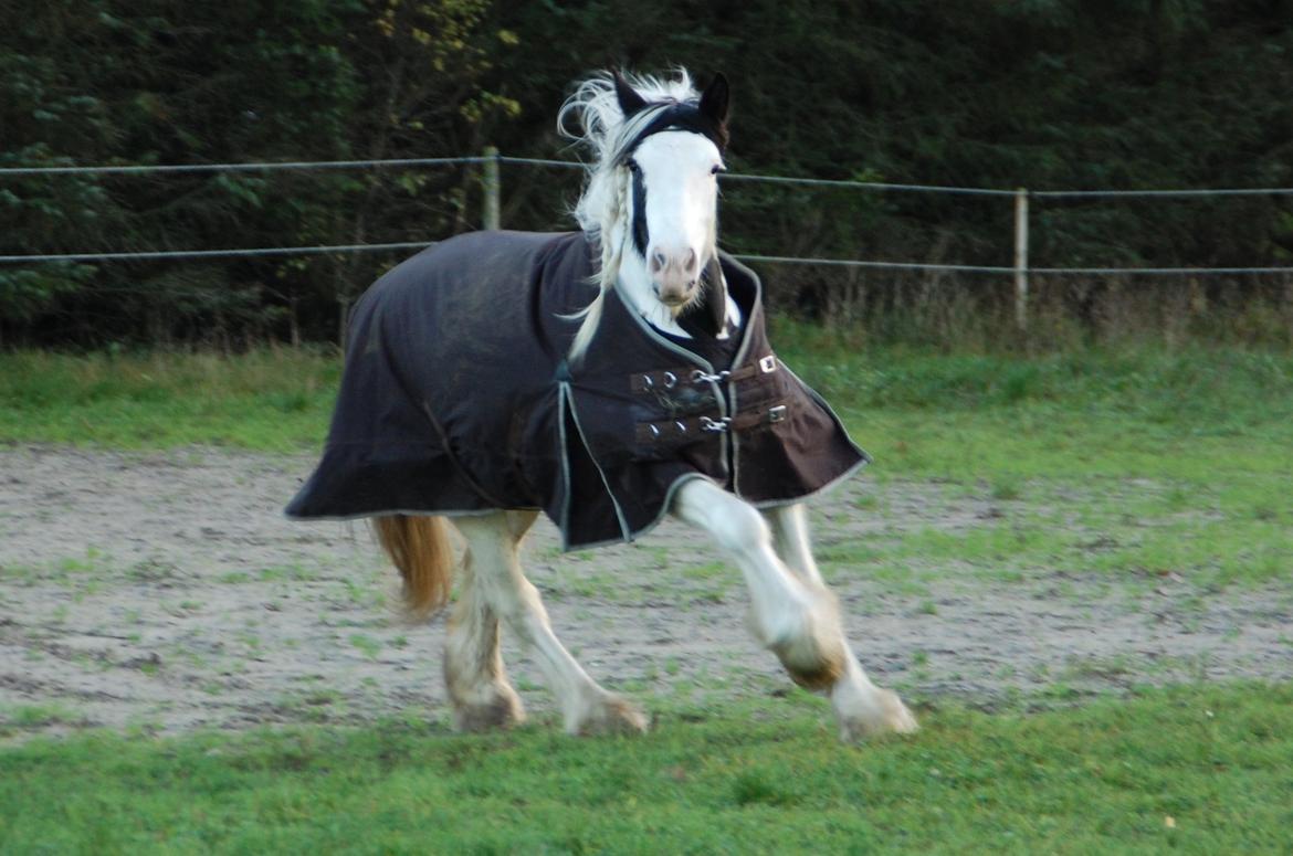 Tinker Hauge's Aileen [Ko] - 4 år billede 29