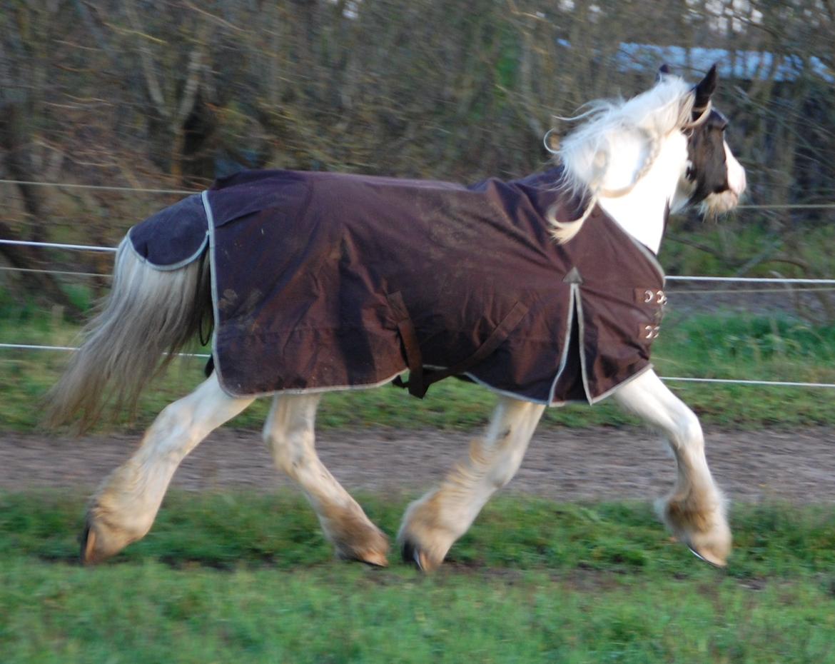 Tinker Hauge's Aileen [Ko] - Ufff! <3 - 4 år gammel billede 38