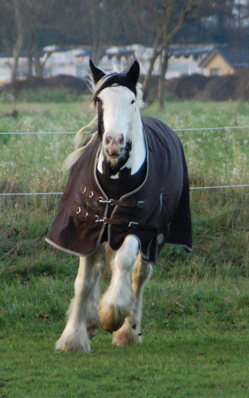 Tinker Hauge's Aileen [Ko] - Lækkermås! <3 - 4 år gammel.. billede 9