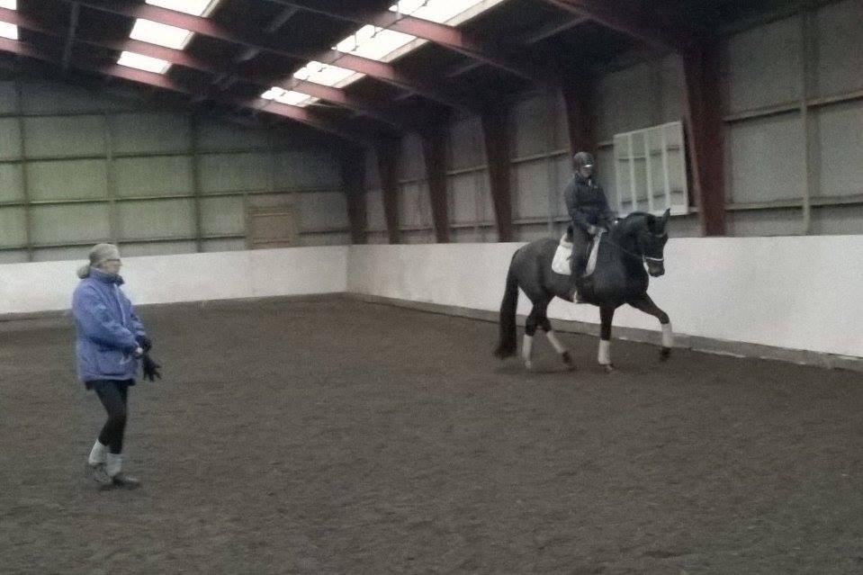 Dansk Varmblod Egebjergs Roseanne billede 15