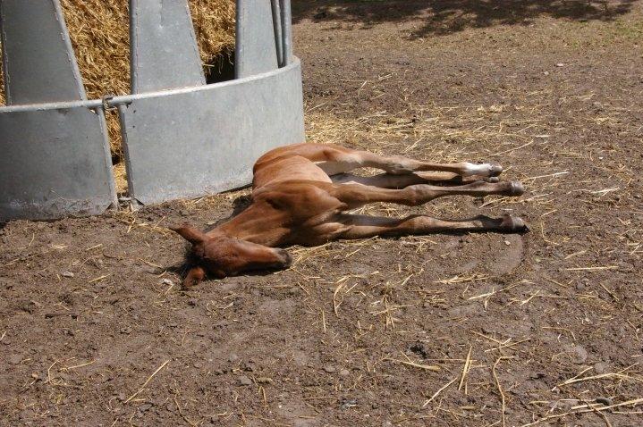Dansk Varmblod Egebjergs Roseanne billede 23
