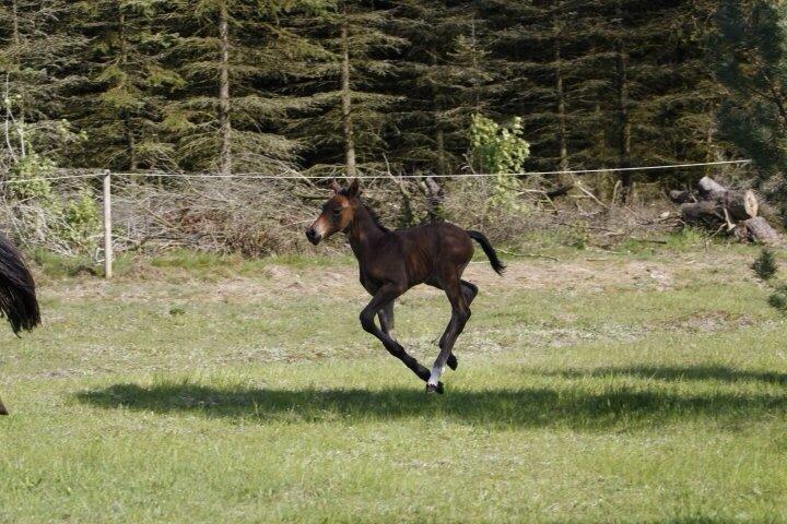 Dansk Varmblod Egebjergs Roseanne billede 25