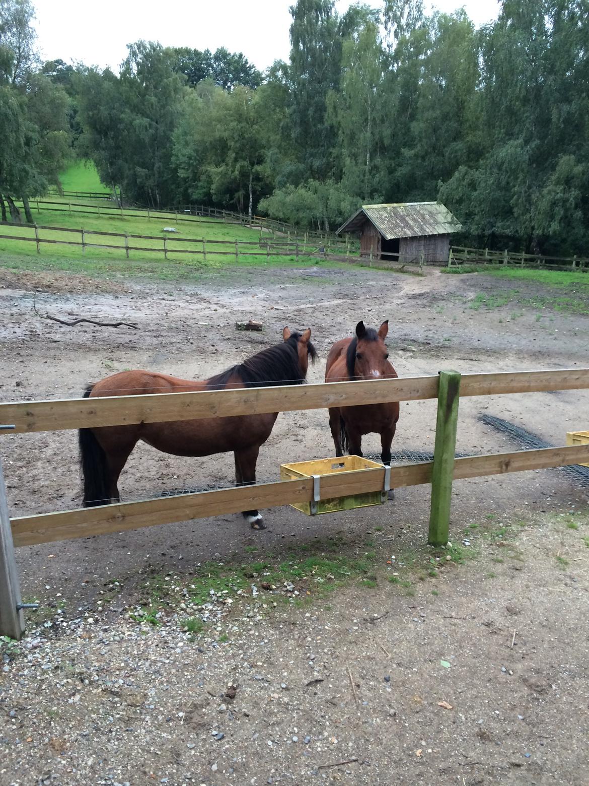 Anden særlig race Buller billede 7