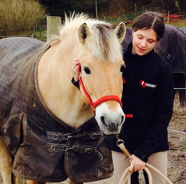 Fjordhest Mulle billede 2