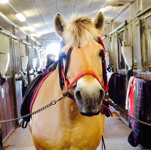 Fjordhest Mulle billede 3