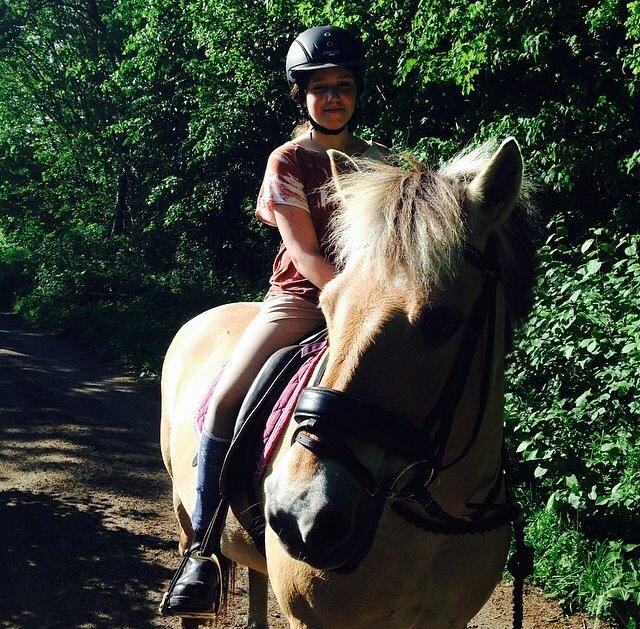 Fjordhest Mulle billede 5