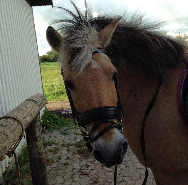 Fjordhest Mulle billede 9