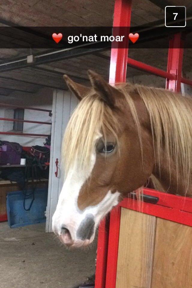 Welsh Partbred (Sec F) Xenobia - Hun er simpelthen guldværd billede 3