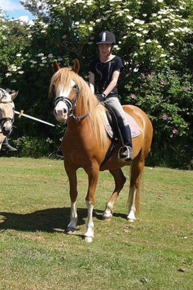 Welsh Partbred (Sec F) Xenobia - fra ringridning billede 5