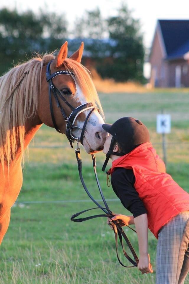 Welsh Partbred (Sec F) Xenobia - Den pony er virkelig skjøn billede 6