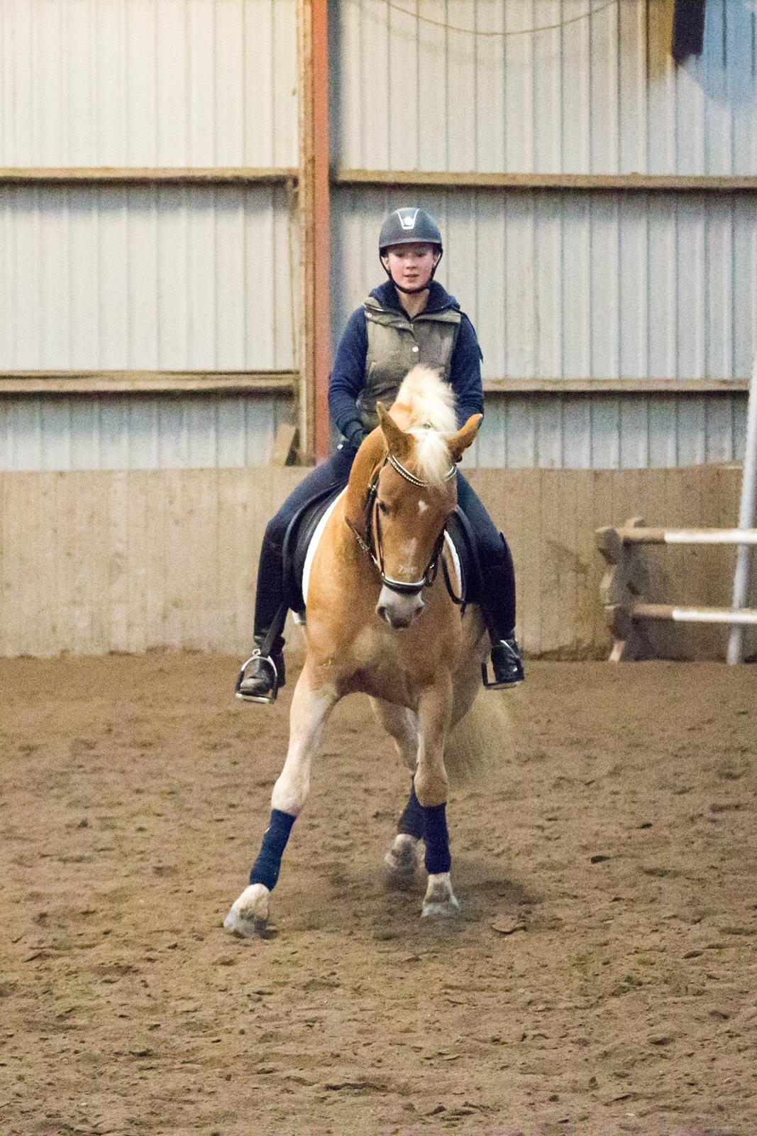 Haflinger Amazing Grace - Vi øver øver øver - i øjeblikket schenkelvigning! Så dygtig han er :-) billede 2