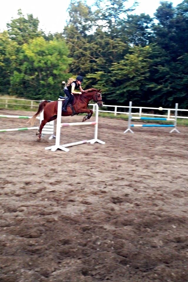 Tysk Sportspony Dakota 195 billede 15