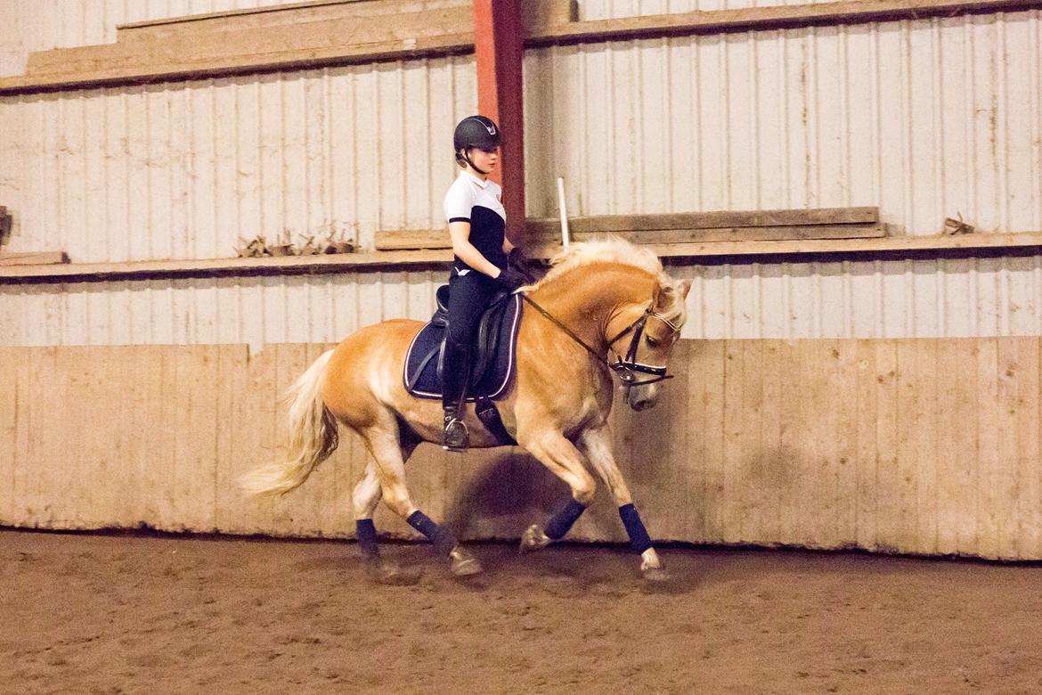 Haflinger Amazing Grace - Giga hals på min lille vallak ;-)  billede 9