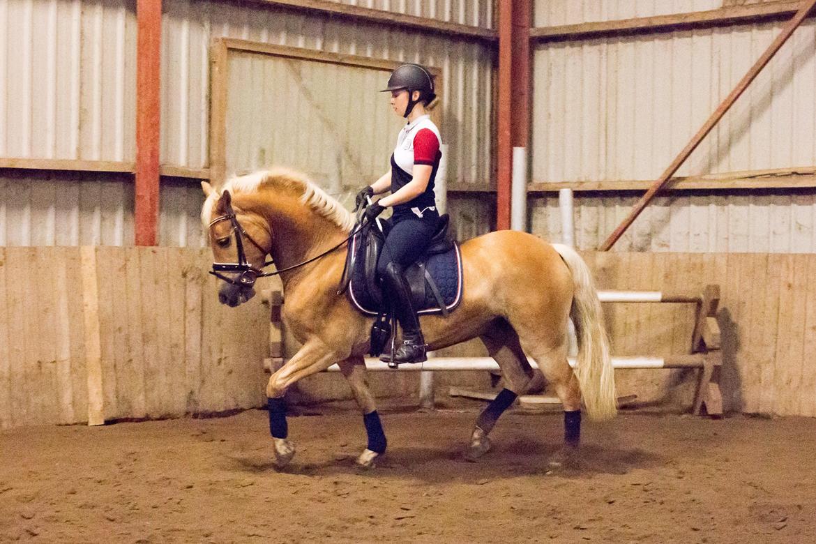 Haflinger Amazing Grace - Træning derhjemme :-) billede 18