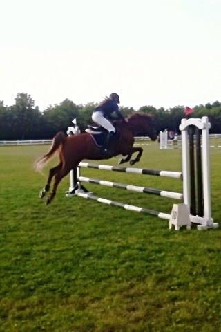 Tysk Sportspony Dakota 195 billede 14