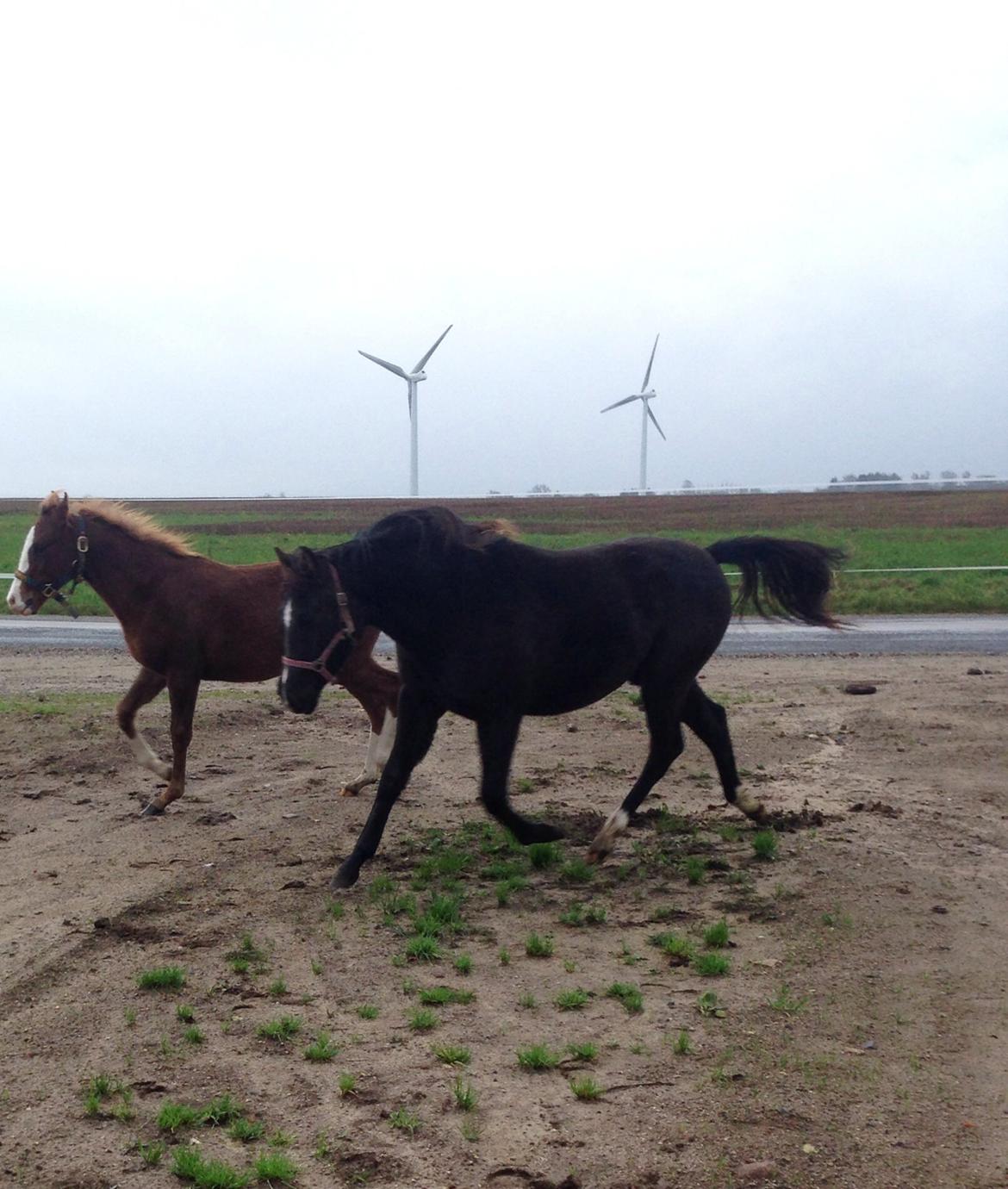 DSP Antos La Diva "Solgt" billede 11