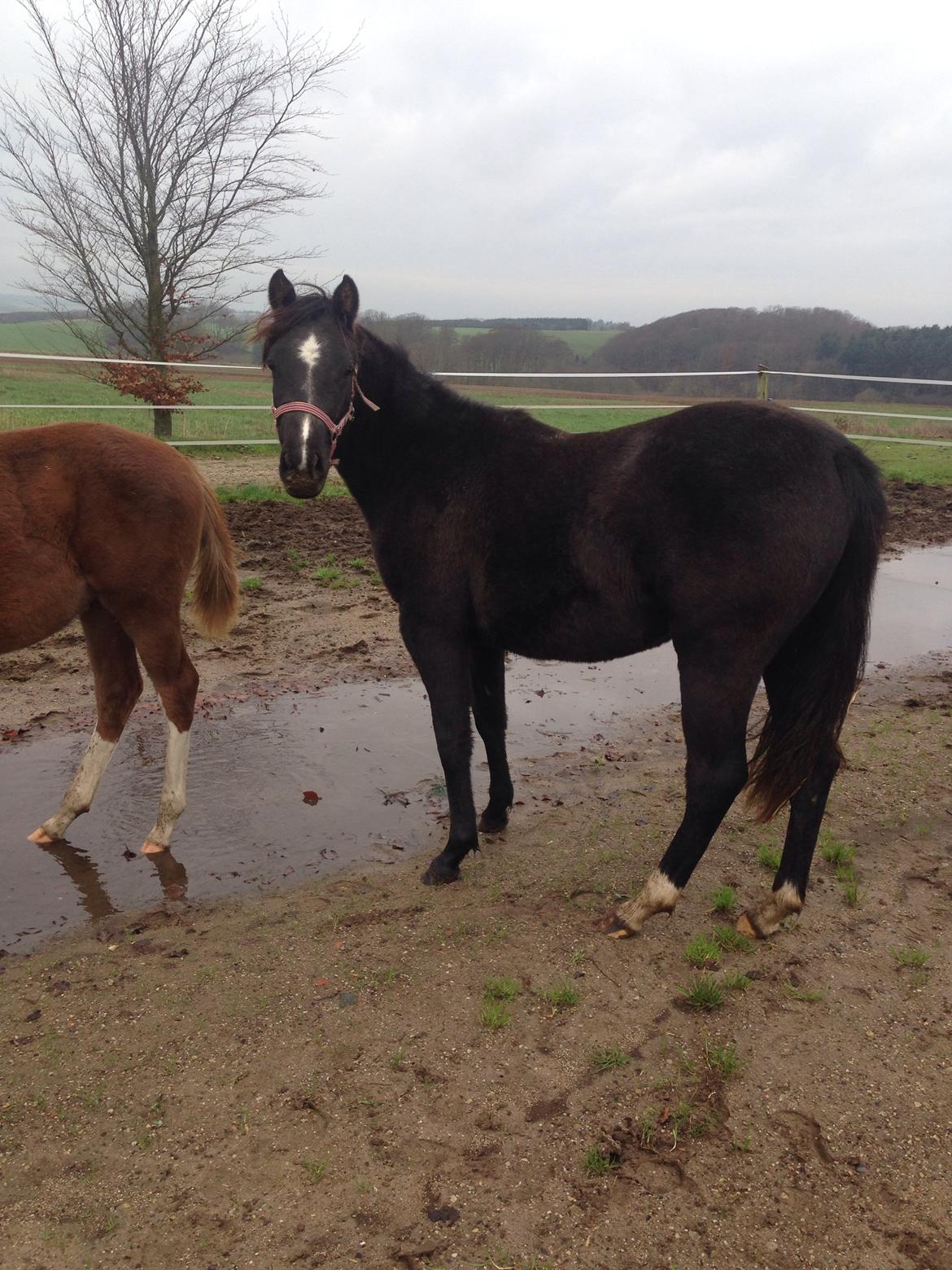 DSP Antos La Diva "Solgt" billede 12