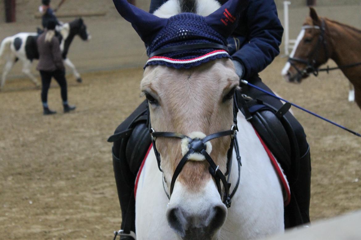 Fjordhest Tronto - Hej med dig:-) billede 3