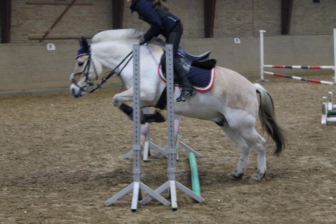 Fjordhest Tronto - Seje pony der spring 65 i oxer billede 2